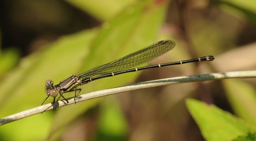 Male, immature
2011_06_25_Rabun Male, immature
2011_06_25_Rabun